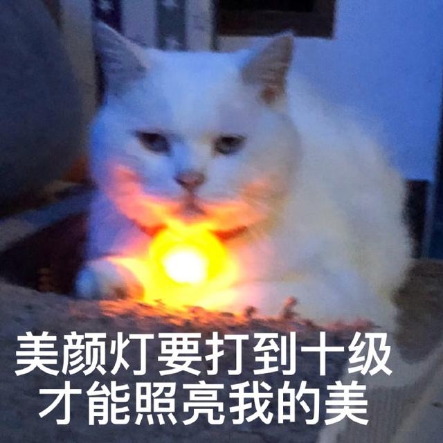 猫咪表情包|睡了告辞_美颜