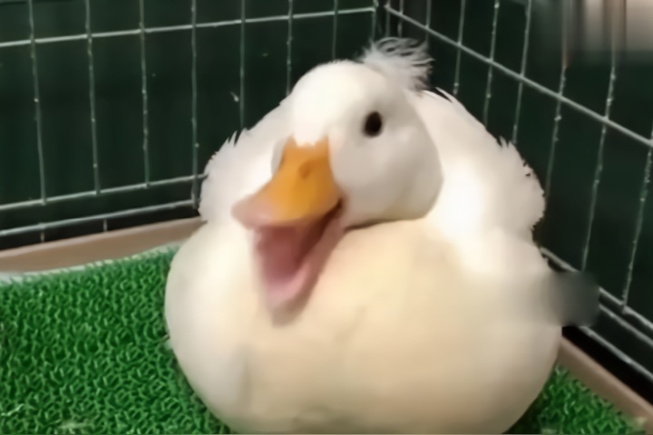 爆笑动物合集原来鸭子是这么笑的哈哈哈