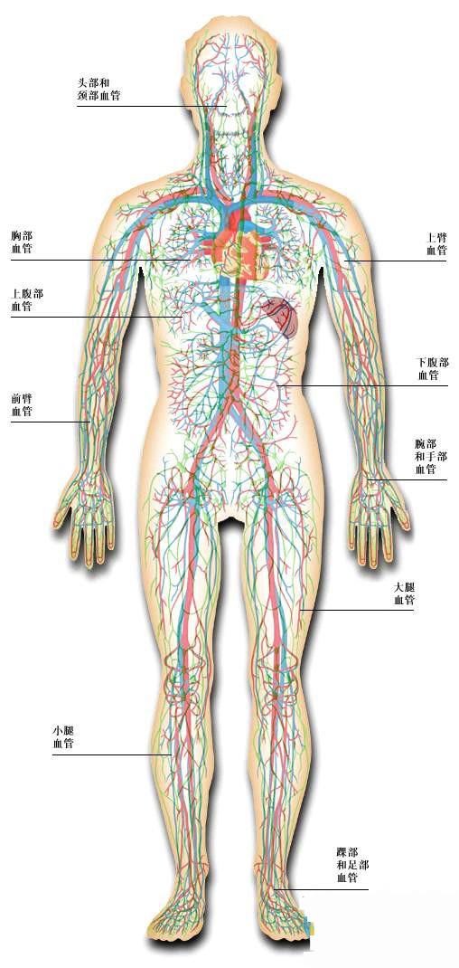 史上最全的人体组织器官全图