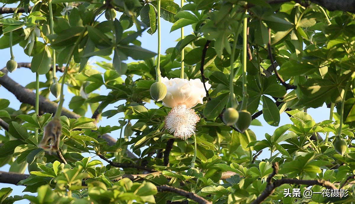 生长在广州的非洲猴面包树不结果但可赏花