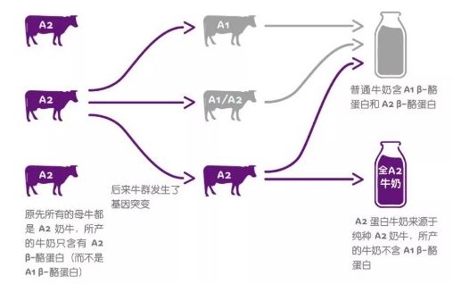 深度测评爆款奶粉a2