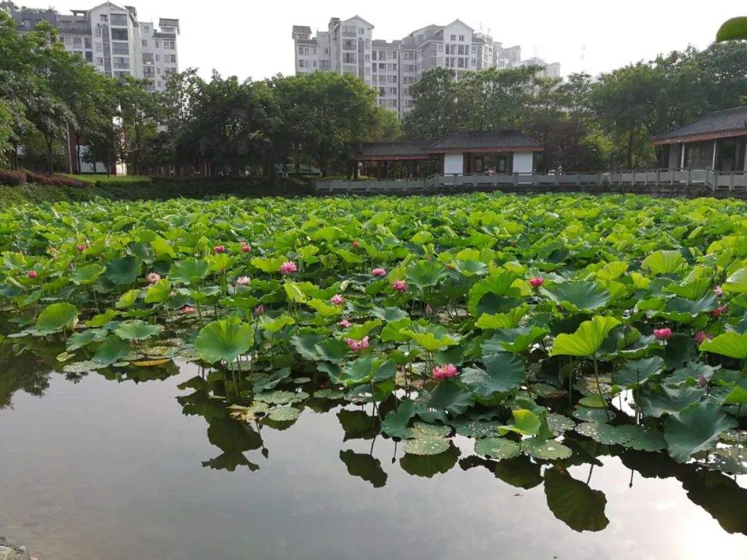 荣昌区海棠公园 荷花盛开别样红