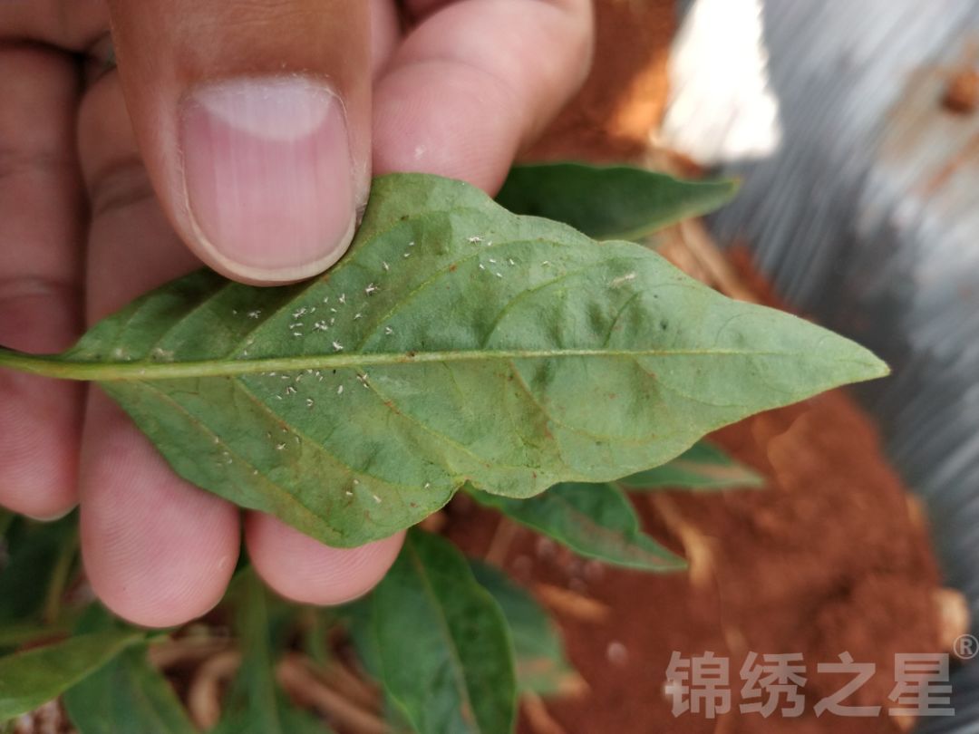 施药前蚜虫三,试验结果定剿1000倍4,试验配方2019年5月11日,辣椒花期