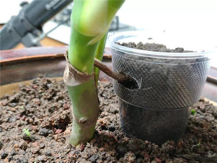 龟背竹水培怎么养得又高又大 f37dc712b20e40d6bbc49d14d4c20a9c.jpeg