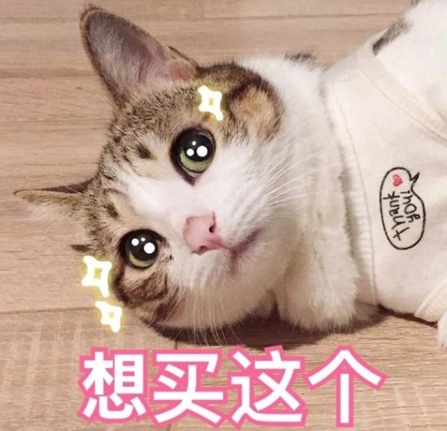 猫咪表情包|这拳下去,你会变得傻fufu