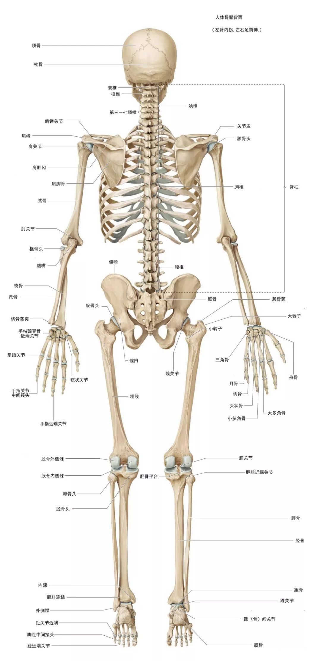 人体正面与背面的躯干骨骼结构-普画网