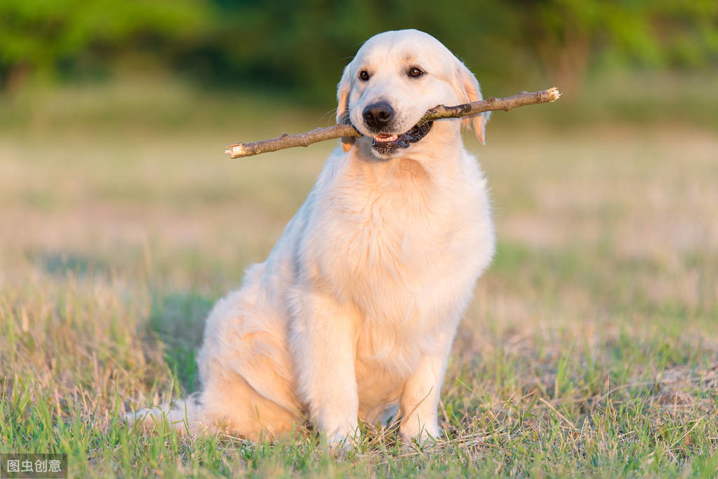 小型狗排名_狗的品种小型犬