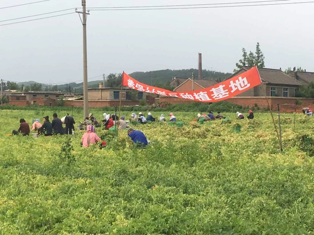 灯塔市铧子镇黄堡村是个贫困村屯,今年,村集体流转了90亩土地种植青