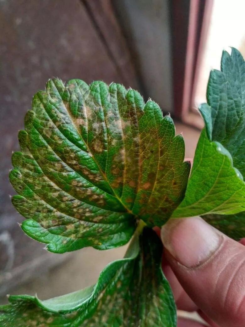 甜查理草莓苗,草莓苗药害解析,草莓苗价格