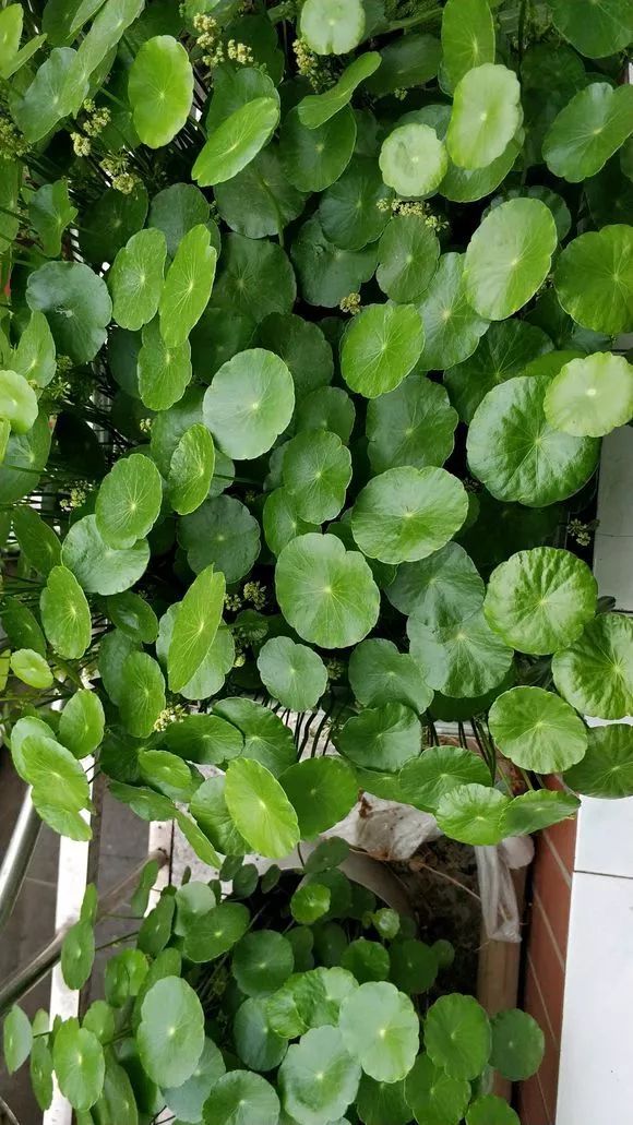 这三种花的叶子圆圆的超可爱有的名字里还带财赞