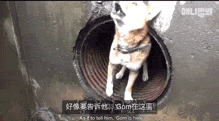狗狗在下水道被困一个月，幸好被人发现得到救助
