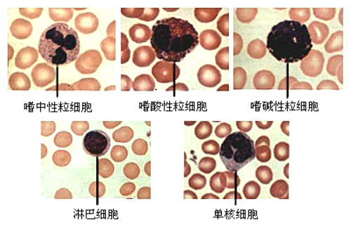 人体白细胞减少怎么办