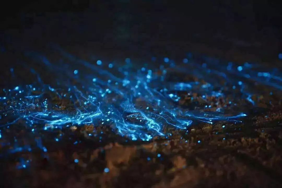 只有5至7月份,南风天和涨潮同时发生时,才能见到这样的奇景,"蓝眼泪"