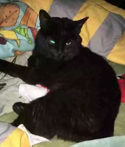 爱猫死在家门外,主人悲痛举行葬礼,结果第二天