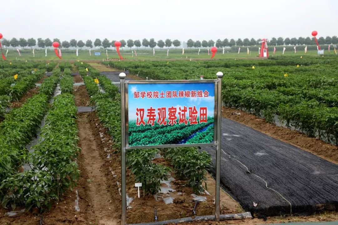颜值担当!"洞庭湿地,品牌汉"蔬""中国汉寿第四届蔬菜文化旅游节开幕!