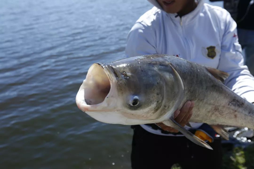 鲢鳙图片 来自搜狐网