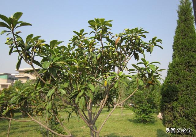 夏季枇杷树要怎么修剪?枇杷的夏剪技术