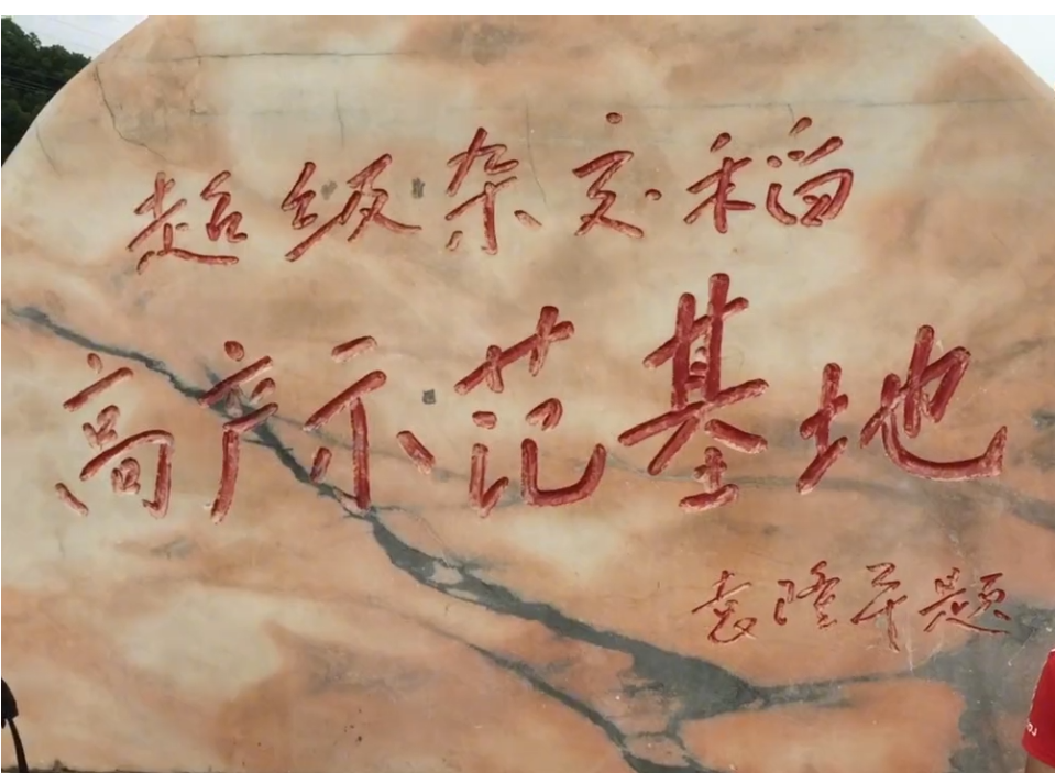 稻禾什么成语_禾稻(4)