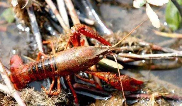 龙虾吃什么长大的 39df2e525fad4bf591bd6dd005c52192.jpeg