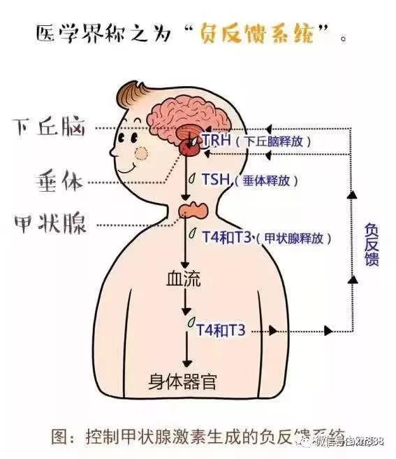 特异蛋白减压术的原理_多功能聚合物 药物二元体与细胞内的特异蛋白识别与活性调控原理图