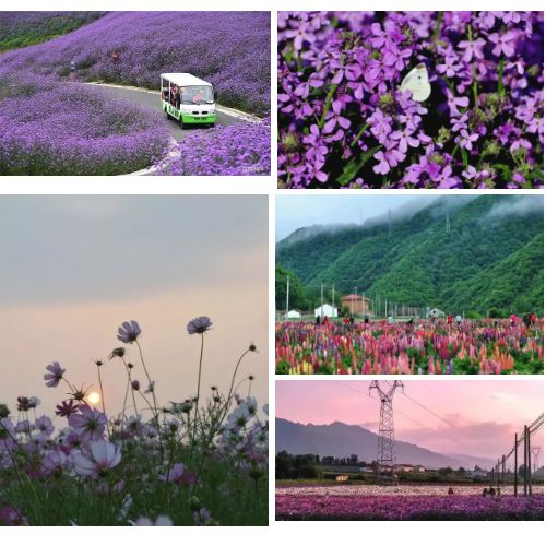 清香淡雅的百合花,美丽飘逸的金鸡菊,妖艳摇曳的马鞭草,精美雅致的