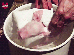4481f282817444c8bd391db430cf24ae.gif
