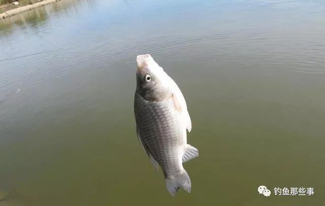 522a399f0f5f46fcb1395d8c2f60ae73.jpeg