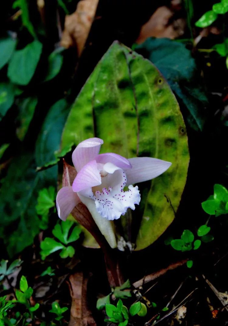 独花兰扇脉杓兰黄花沟瀑布是金寨县最美的瀑布之一.