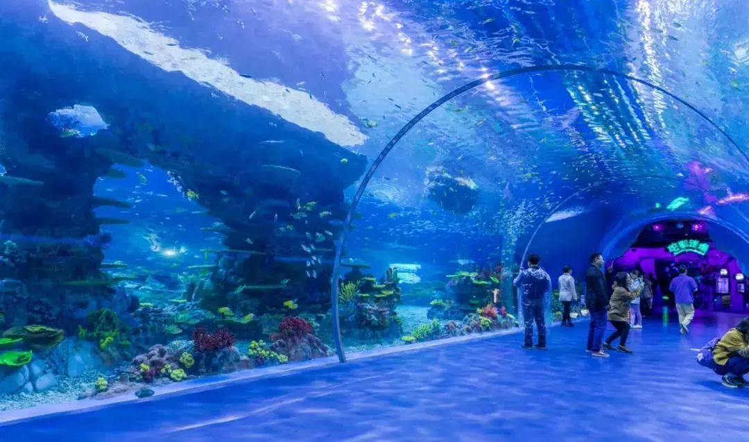 海洋公园上海海昌 56a6f60e378f4ebe81bf7c509fd18f0f.jpeg