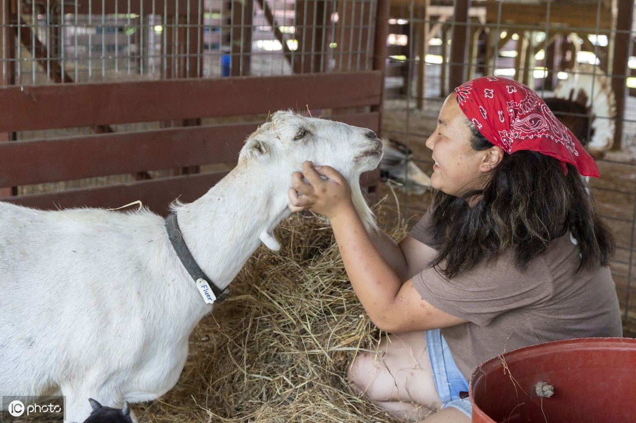 火鸡来个亲密接触……(图片来自 ic photo) 国际小母牛组织(heifer