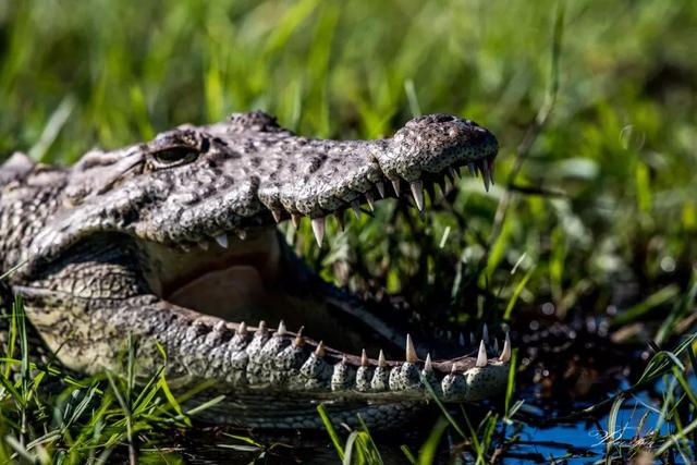 尼罗鳄 学名:nile crocodile河马学名:hippopotamus amphibius保护区