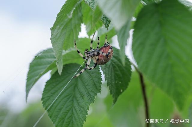 药效过去后容易反弹,红蜘蛛个子小藏在叶子背面,吐丝结茧,抗药性强