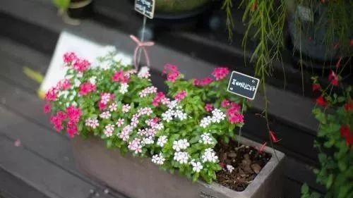 盆栽花卉购买 729c07e979df48fd9ac4bb2c34c6eb76.jpeg