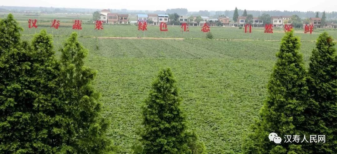 颜值担当!"洞庭湿地,品牌汉"蔬""中国汉寿第四届蔬菜文化旅游节开幕!