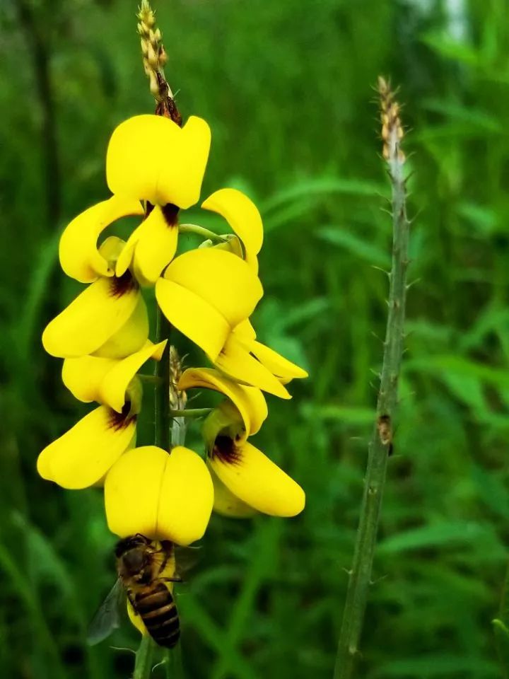 69《花与蜜蜂》