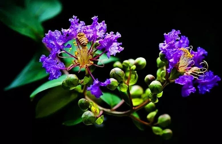 市花木棉 汕头市花凤凰木 烟台市花紫薇 亳州市花芍药 湖州市花百合