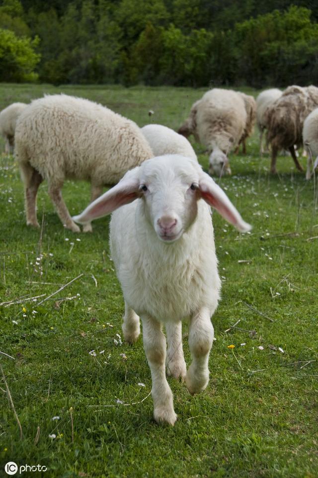 辨别羊是否生病的8种方法