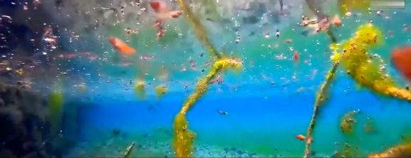 水族知识