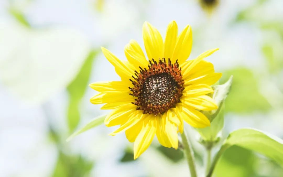 怎么才能有好运 834244a4d0b941dc8911afed534b8450.jpeg