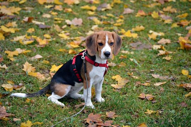 比格犬有几种颜色 如何挑选纯种比格犬 为什么黑色是最好的