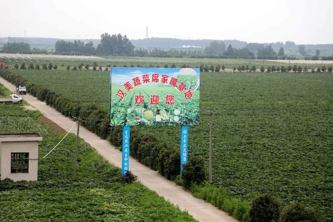 颜值担当!"洞庭湿地,品牌汉"蔬""中国汉寿第四届蔬菜文化旅游节开幕!