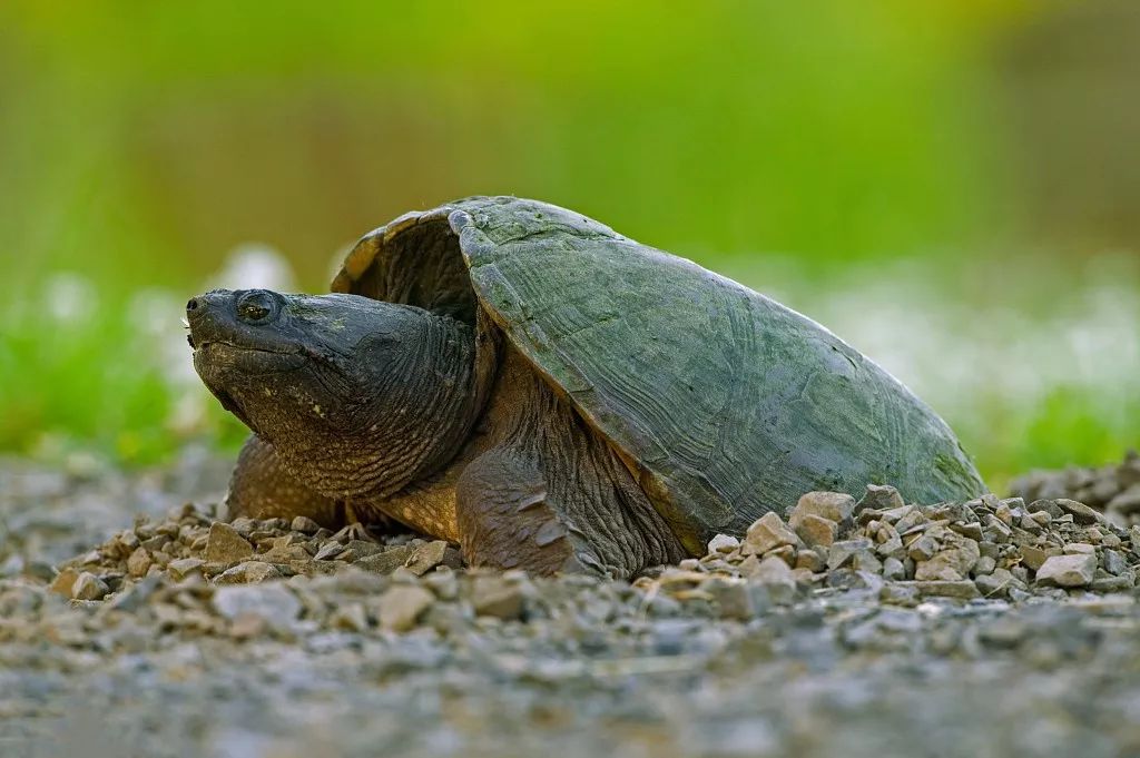 如何杀甲鱼最好 84a50ed63c1b47e497b9bc172482736c.jpeg