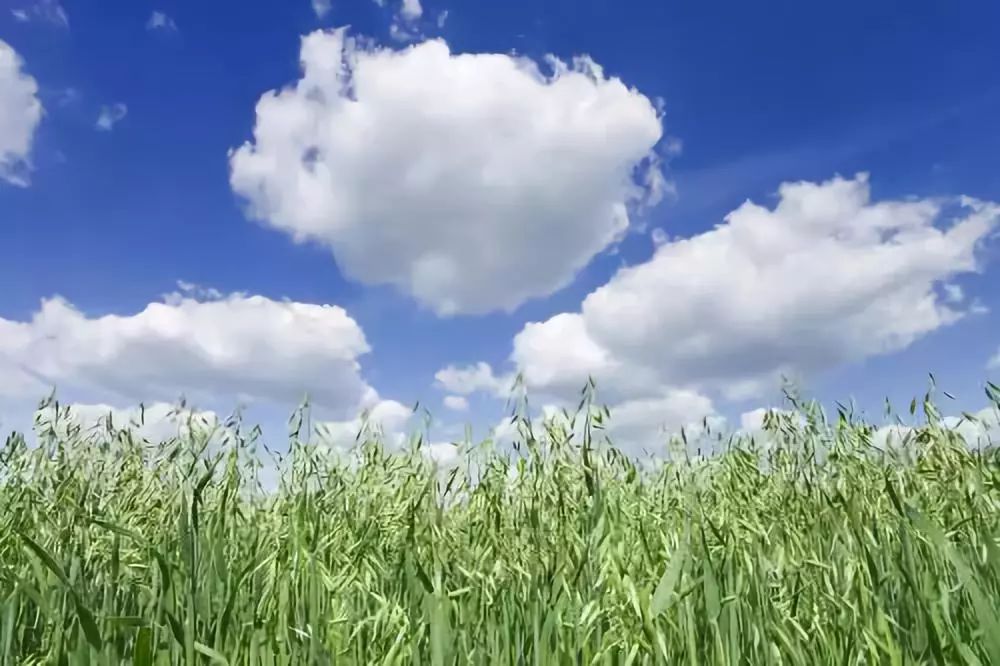 有机纯燕麦片:爽滑~醇和~麦香味浓,来自内蒙北纬42℃阳光大草原