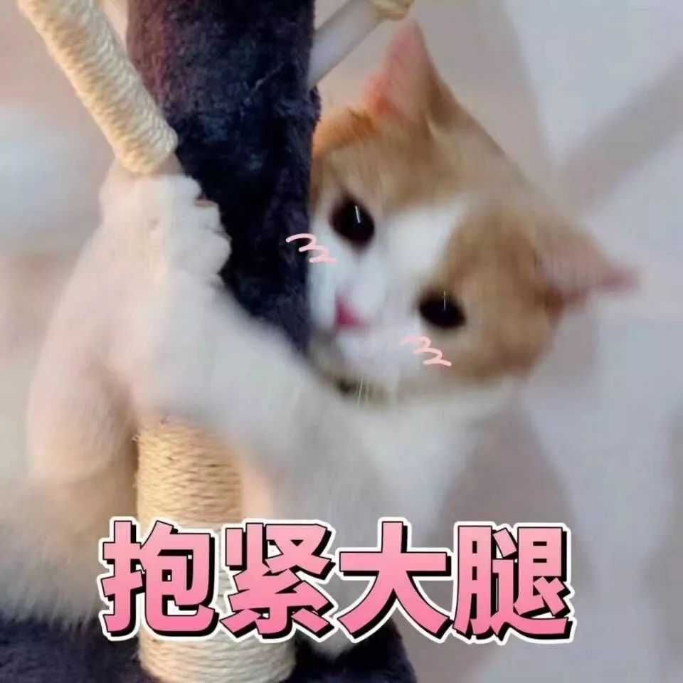 表情包被小猫打的都快哭了,主人却在边上偷笑,怎么办啊