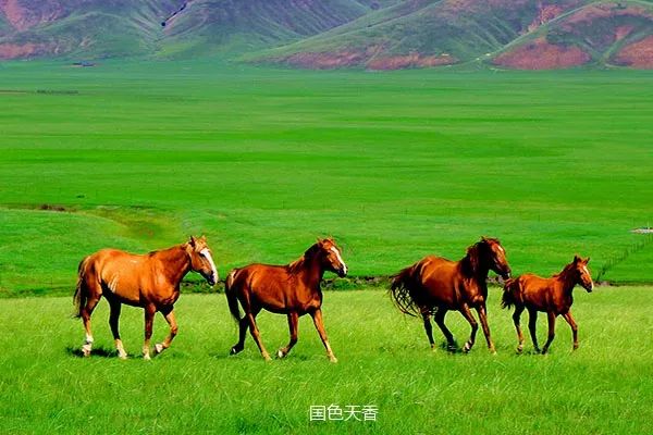 骏马奔驰在绿色的草原