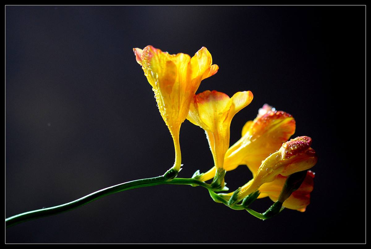 花多采 | 浪漫又梦幻的花卉——香雪兰