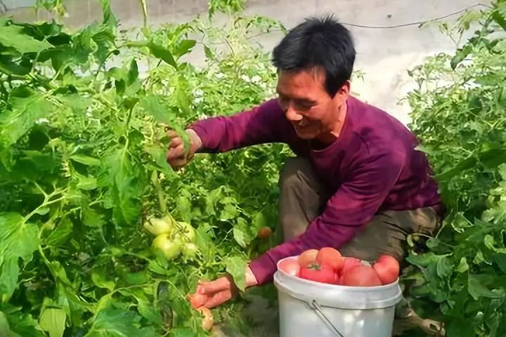 上烟村人口