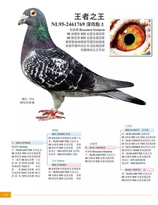 看看赛鸽高手的超级种鸽,只只连城!