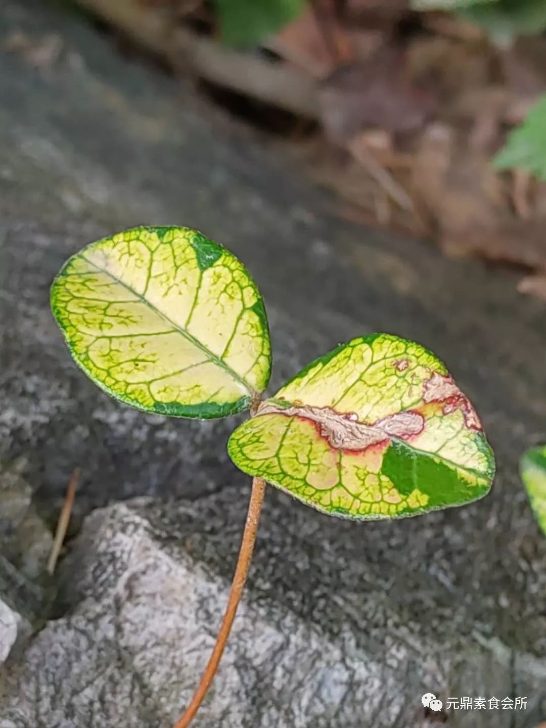 松露土豆泥 海仙花 两片叶子