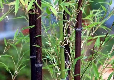 史上超全竹类植物识别图鉴